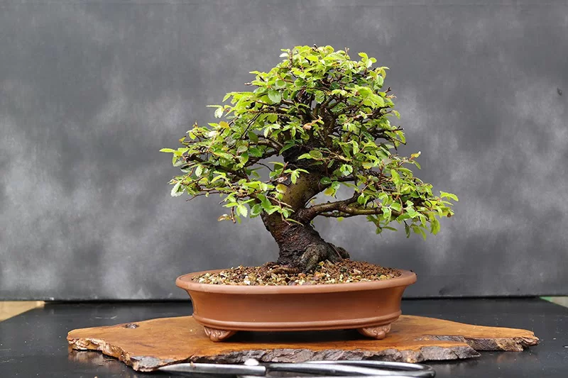 Vật tư Kiểng Lá, Bonsai