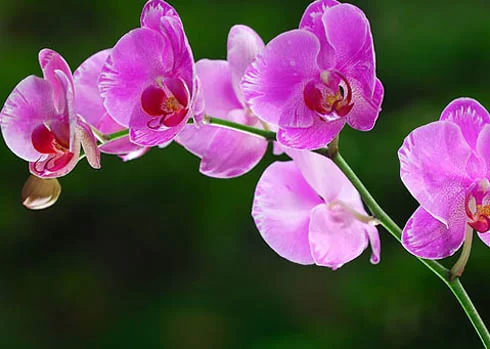 Vật tư chăm Phong Lan