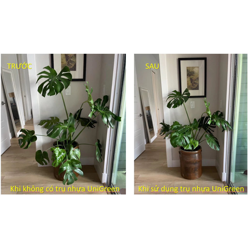 Trụ Nhựa Chống Đỡ Thân Cây, Các Loại Kiểng Lá Size To, Giữ Cho Lá Không Gãy Cụp Trụ Nhựa Chống Đỡ Thân Cây, Các Loại Kiểng Lá Size To, Giữ Cho Lá Không Gãy Cụp - Ảnh 3