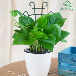Khung Nhựa Cứng Hỗ Trợ Cây Leo