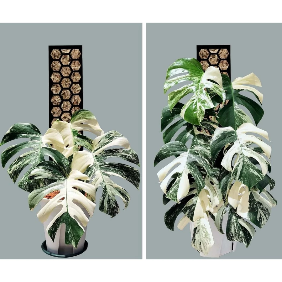 TRỤ NHỰA TRỒNG CÂY, CHO CÂY LEO - CÓ KHỚP NỐI LÊN CAO TRỤ NHỰA TRỒNG CÂY, CHO CÂY LEO - CÓ KHỚP NỐI LÊN CAO - Ảnh 2