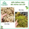Dớn Chile trắng - Rêu rừng khô đã xử lý - Chất lượng loại 1