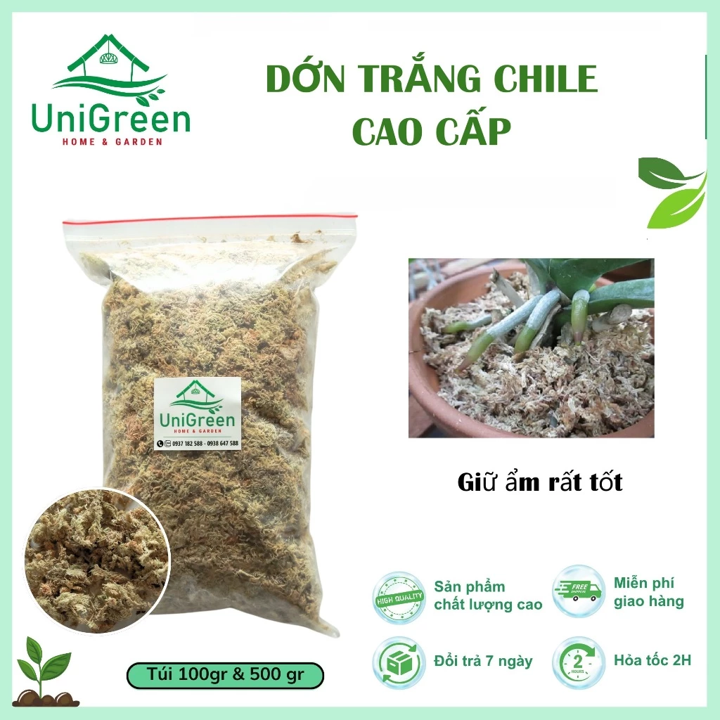 Dớn Chile trắng - Rêu rừng khô đã xử lý - Chất lượng loại 1 Dớn Chile trắng - Rêu rừng khô đã xử lý - Chất lượng loại 1 - Ảnh 2