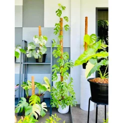 TRỤ CỘT XƠ DỪA TRỒNG CÂY 45CM - 1M5, CHO CÂY LEO BÁM UNIGREEN HOME&GARDEN CÓ KHỚP NỐI TRỤ CỘT XƠ DỪA TRỒNG CÂY 45CM - 1M5, CHO CÂY LEO BÁM UNIGREEN HOME&GARDEN CÓ KHỚP NỐI