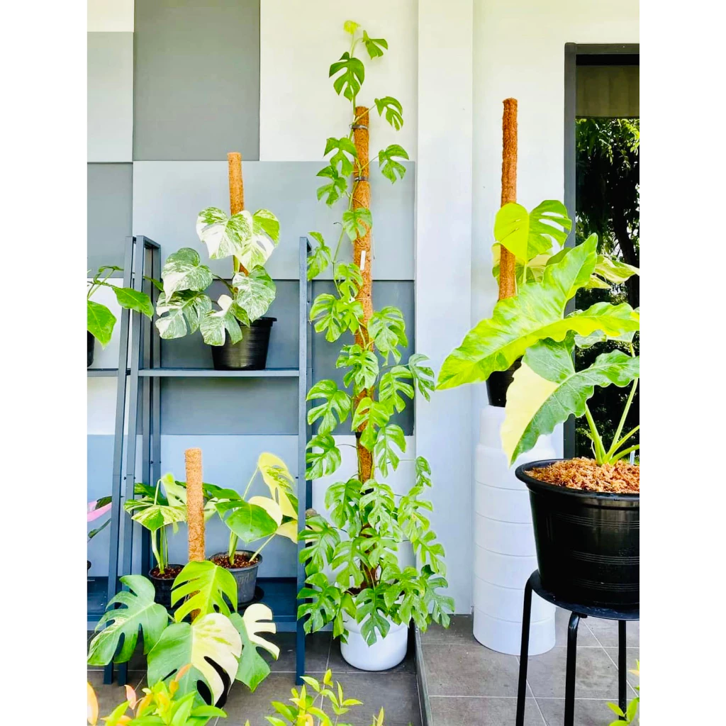 TRỤ CỘT XƠ DỪA TRỒNG CÂY 45CM - 1M5, CHO CÂY LEO BÁM UNIGREEN HOME&GARDEN CÓ KHỚP NỐI TRỤ CỘT XƠ DỪA TRỒNG CÂY 45CM - 1M5, CHO CÂY LEO BÁM UNIGREEN HOME&GARDEN CÓ KHỚP NỐI - Ảnh 2