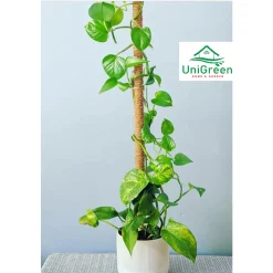 DÂY THỪNG XƠ DỪA - CUỘN CHỈ XƠ DỪA Ø 5MM X 15 MÉT