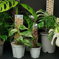 TRỤ NHỰA TRỒNG CÂY, CHO CÂY LEO - CÓ KHỚP NỐI LÊN CAO