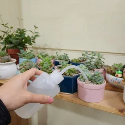 Bình tưới vòi cong, bình tưới sen đá 250/500/1000ml