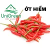HẠT GIỐNG GIA VỊ - UNIGREEN HOME & GARDEN HẠT GIỐNG GIA VỊ - UNIGREEN HOME & GARDEN