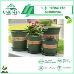 Chậu Nhựa Trồng Cây Monrovia Cao Cấp Chậu Nhựa Trồng Cây Monrovia Cao Cấp
