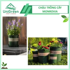 Chậu Nhựa Trồng Cây Monrovia Cao Cấp Chậu Nhựa Trồng Cây Monrovia Cao Cấp