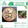 [Túi 1kg] Đá Cầu Vồng, 100% Sạch Bụi, Rải mặt chậu, Kích Rễ Nhanh, Giữ màu sen đá