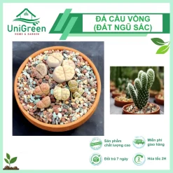 [Túi 1kg] Đá Cầu Vồng, 100% Sạch Bụi, Rải mặt chậu, Kích Rễ Nhanh, Giữ màu sen đá