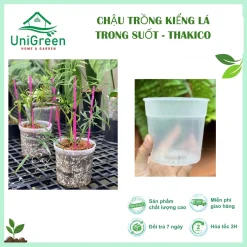 [Combo 5 Chậu] Chậu Nhựa Trong Thakico Chuyên Trồng Kiểng Lá, Nhựa Cứng, Bền