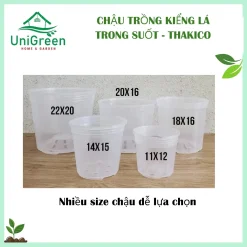 [Combo 5 Chậu] Chậu Nhựa Trong Thakico Chuyên Trồng Kiểng Lá, Nhựa Cứng, Bền