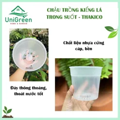 [Combo 5 Chậu] Chậu Nhựa Trong Thakico Chuyên Trồng Kiểng Lá, Nhựa Cứng, Bền
