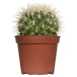 Nhóm xương rồng