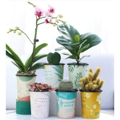 CHẬU NHỰA CHO HOA XƯƠNG RỒNG, KIỂNG NHỎ TỰ TƯỚI VỚI NHIỀU THIẾT KẾ ĐỘC ĐÁO