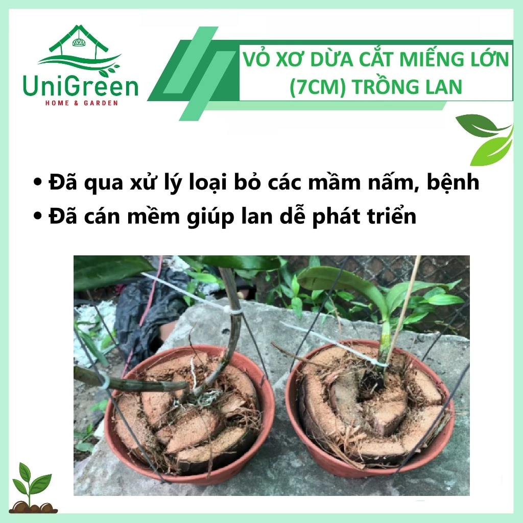Vỏ Dừa Trồng Lan Cắt Miếng To (7cm) Vỏ Dừa Trồng Lan Cắt Miếng To (7cm) - Ảnh 3