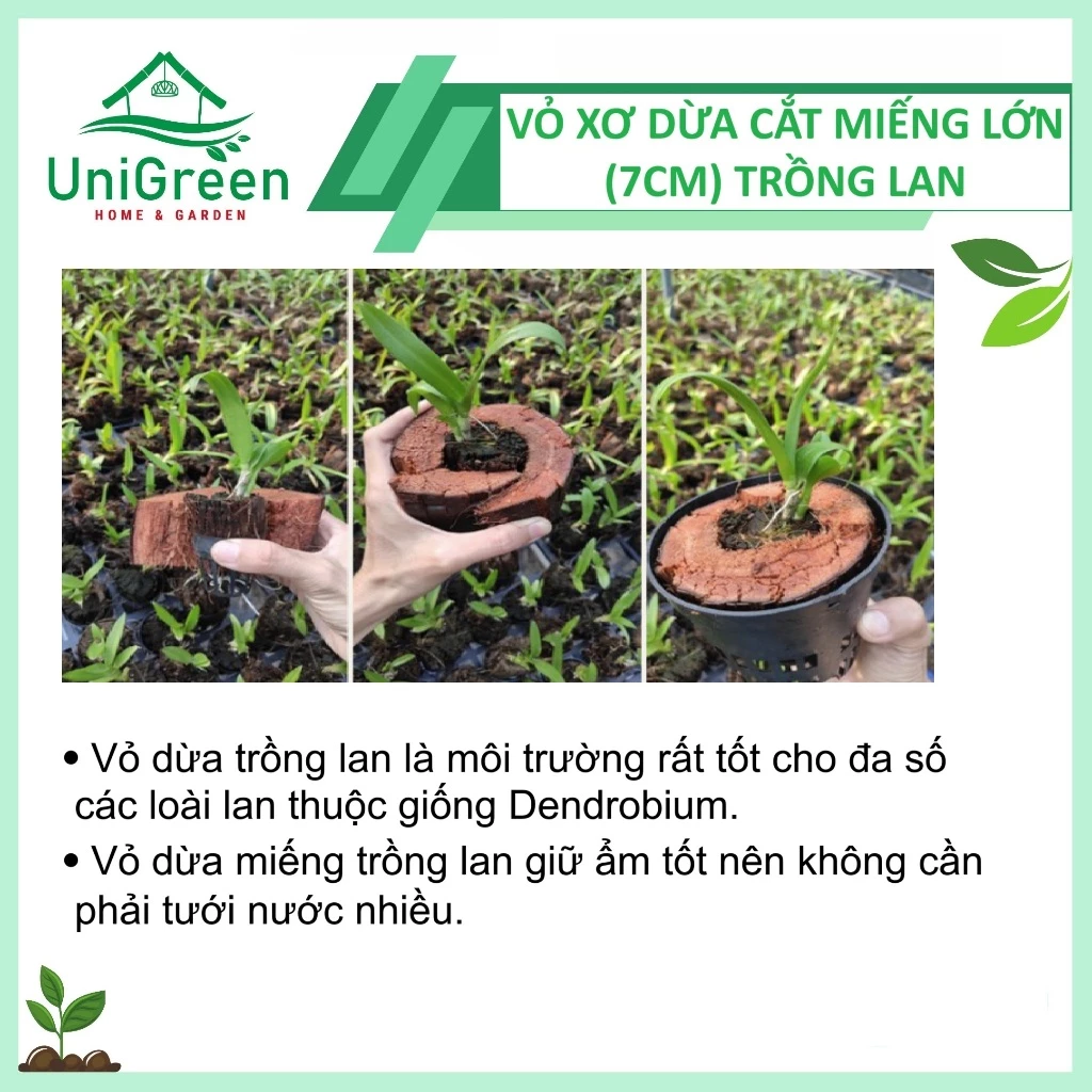 Vỏ Dừa Trồng Lan Cắt Miếng To (7cm) Vỏ Dừa Trồng Lan Cắt Miếng To (7cm) - Ảnh 2