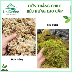 [Túi 500gr] Dớn Chile trắng - Rêu rừng khô đã xử lý - Chất lượng loại 1