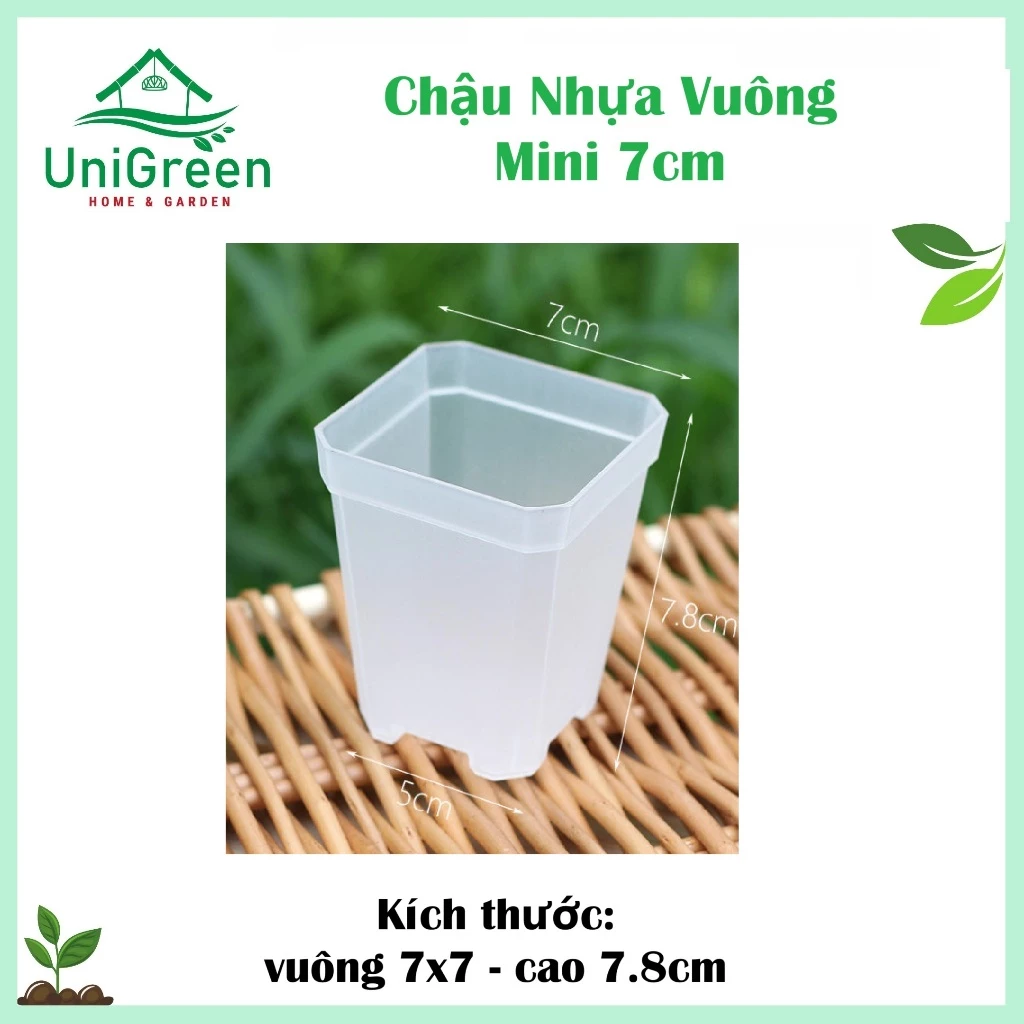 Chậu Nhựa Vuông Mini 7cm Màu Đen & Trong Suốt Trồng Xương Rồng, Sen Đá Chậu Nhựa Vuông Mini 7cm Màu Đen & Trong Suốt Trồng Xương Rồng, Sen Đá - Ảnh 2