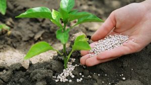 Kiến Thức Dinh Dưỡng & Phân Bón Cho Các Loại Cây Cảnh Luôn Xanh Tốt