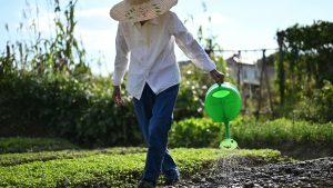 Kinh Nghiệm Làm Vườn & Trồng Cây Cảnh Thực Tế Cho Mọi Không Gian