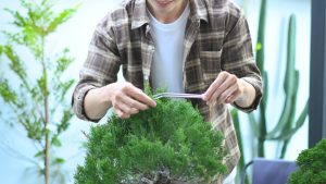 Nghệ Thuật Trang Trí Các Loại Cây Cảnh Nâng Tầm Không Gian Sống